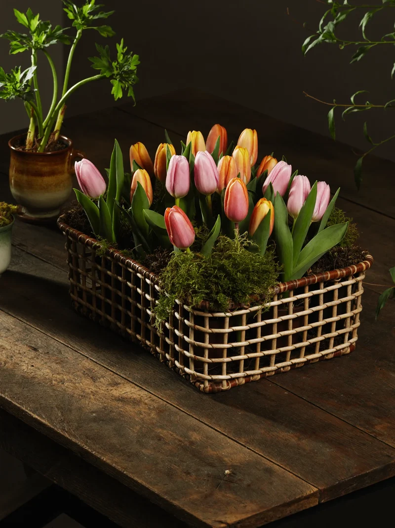 Weidenkorb mit Tulpen und kleinen Frühlingspflanzen auf rustikalem Holztisch